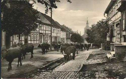 Benneckenstein Kuehe / Benneckenstein /Harz LKR