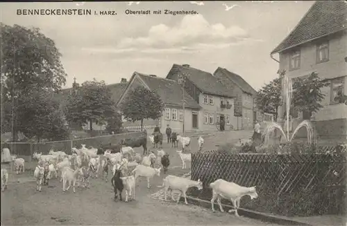 Benneckenstein Oberstadt Ziegenherde / Benneckenstein /Harz LKR