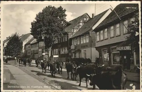 Benneckenstein Kuhherde / Benneckenstein /Harz LKR