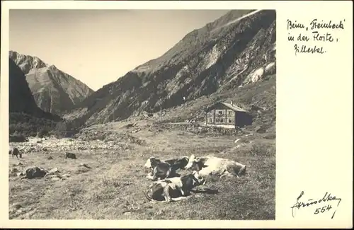 Mayrhofen Beim Steinback Kuehe