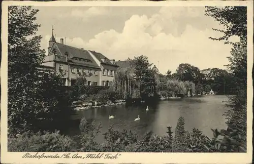 Bischofswerda Muehl Teich Schwan x