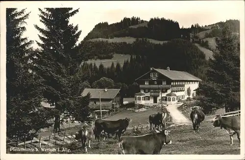 Wertach Pfeifermuehle Kuehe