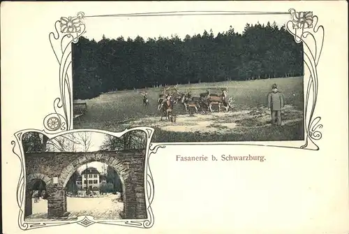 Schwarzburg Fasanerie Hirsch