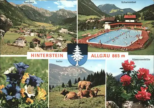 Hinterstein Bad Hindelang Alpenrosenbluete Schwimmbad Iseler Kuehe / Bad Hindelang /Oberallgaeu LKR