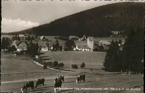 Saig Schwarzwald Kuehe / Lenzkirch /Breisgau-Hochschwarzwald LKR