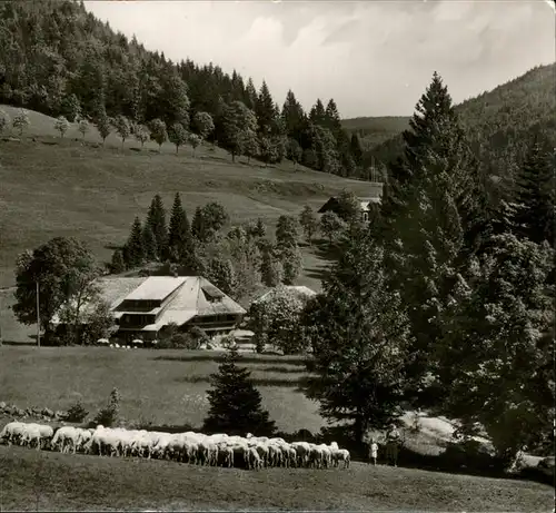 Belchen Baden Pension Multen Schafe / Neuenweg /Loerrach LKR