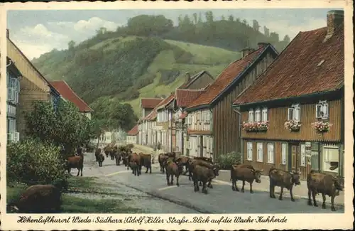 Wieda Kuhherde A.H.-Strasse / Wieda /Osterode Harz LKR