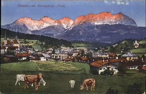 Kitzbuehel Kaisergebirge Kuehe