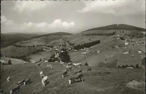 Todtnauberg Kuehe / Todtnau /Loerrach LKR