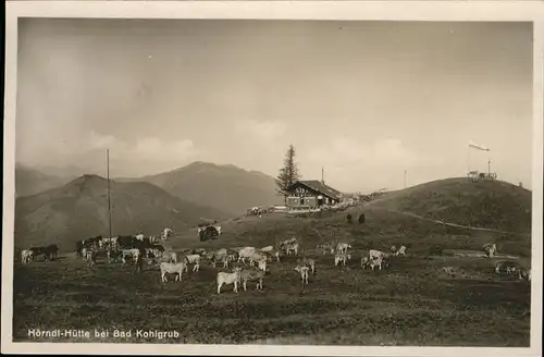 Bad Kohlgrub Hoerdl-Huette Rinder / Bad Kohlgrub /Garmisch-Partenkirchen LKR