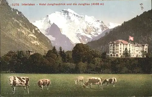 hw02391 Interlaken BE Hotel Jungfraublick Kuehe Jungfrau Kategorie. Interlaken Alte Ansichtskarten