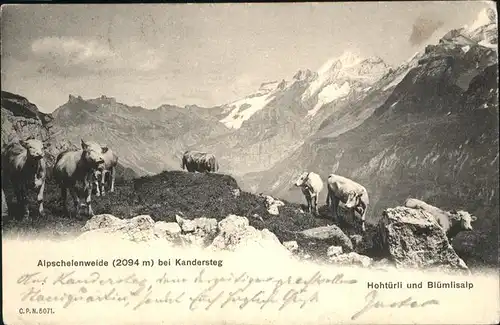 hw13546 Kandersteg BE Kuehe Alpschelenweide Kategorie. Kandersteg Alte Ansichtskarten