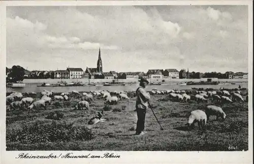 Neuwied Rhein Schaefer Schaf *