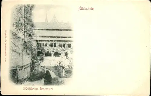Hildesheim 1000-jaehriger Rosenstock / Hildesheim /Hildesheim LKR