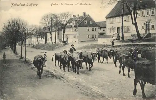 Clausthal-Zellerfeld Goslarsche Strasse Kuhherde *