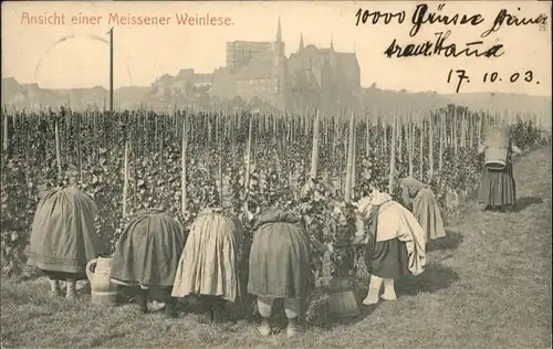 Meissen Weinlese x