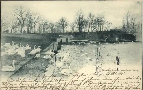 Hamburg Schwan Hohenfelder Bucht