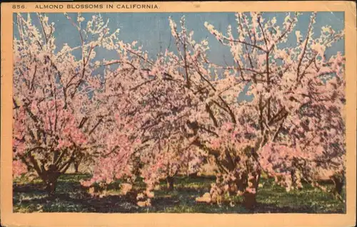 California City Almond Blossoms / California City /