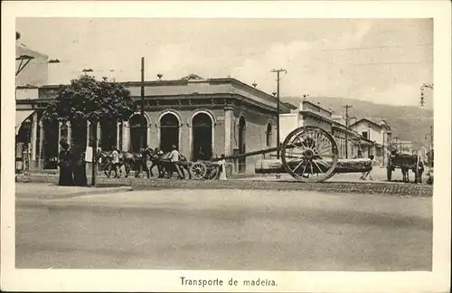 Madeira Transporte Pferd / Portugal /