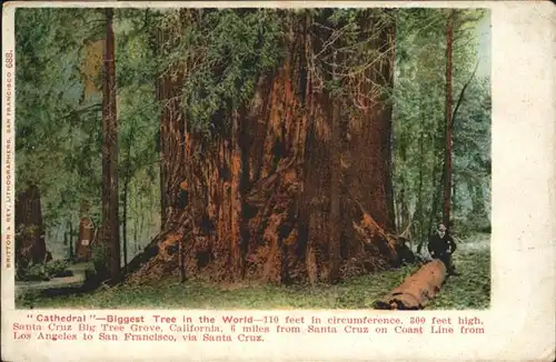 Santa Cruz California Cathedral Biggest Tree  / Santa Cruz /