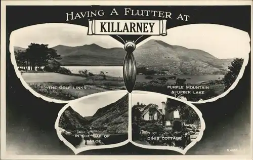 Killarney Kerry Schmetterling  / Killarney /