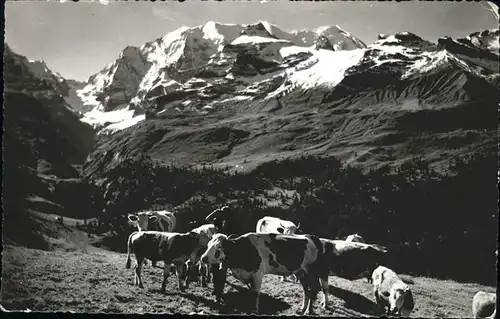 Bluemlisalp Kuehe / Kandersteg /Bz. Frutigen