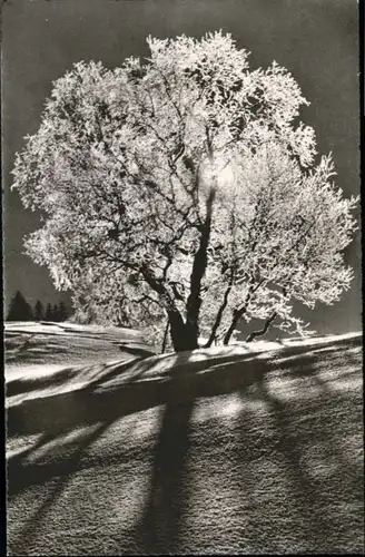 Davos GR Davos Baum x / Davos /Bz. Praettigau-Davos