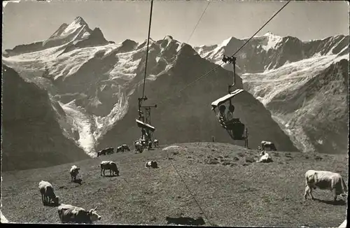 hw00049 Grindelwald Bergbahn Scgreckhorn Fiescherwand Kuehe Kategorie. Grindelwald Alte Ansichtskarten