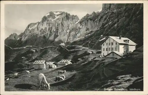 Grosse Scheidegg Wellhorn Kuehe Kat. Scheidegg Grosse