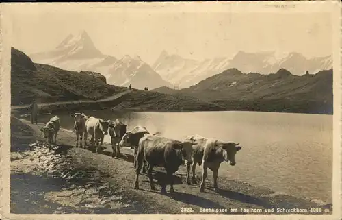 Bachalpsee Faulhorn Schreckhorn Kuehe Kat. Grindelwald