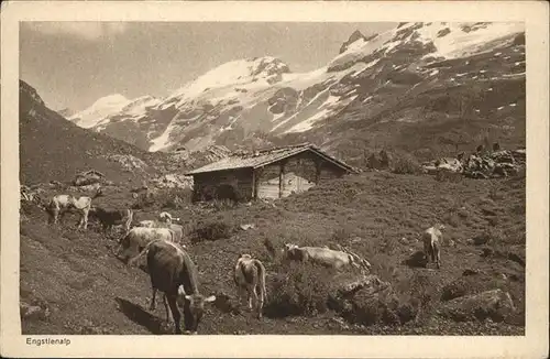 Engstlenalp BE Kuehe / Innertkirchen /Bz. Oberhasli