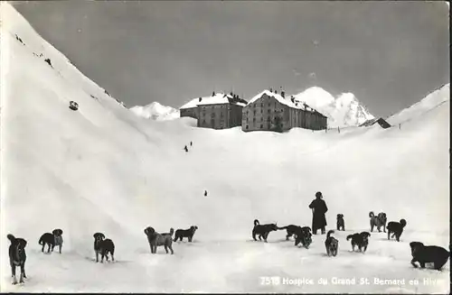 Grand St Bernard Hunde Hospice / Bernard, Grand Saint /Rg. Martigny