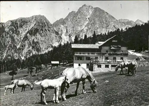 Hafling Meran Pension Cafe Restaurant Viktioria Alpenrose Pferde / Avelengo Suedtirol /