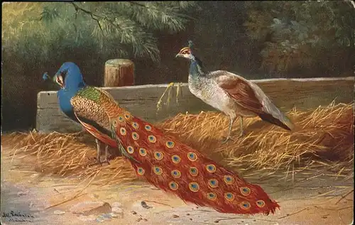 Voegel Pfau / Tiere /