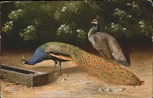 Voegel Pfau / Tiere /