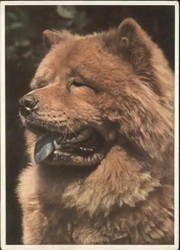 Hunde Chow-Chow / Tiere /