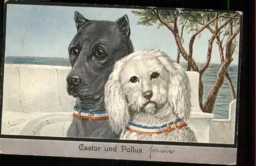 Hunde Castor Pollux / Tiere /