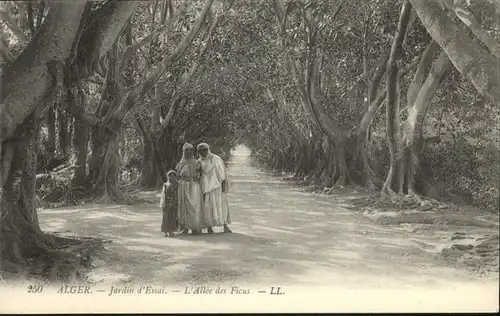 Alger Algerien Jardin d`Essai L`Allee des Ficus / Algier Algerien /