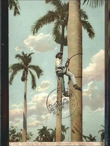 Caonao Royal Palm  / Kuba /