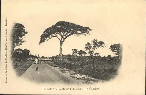 Tamatave Route de l`Ivoloina
Copalier / Afrika /