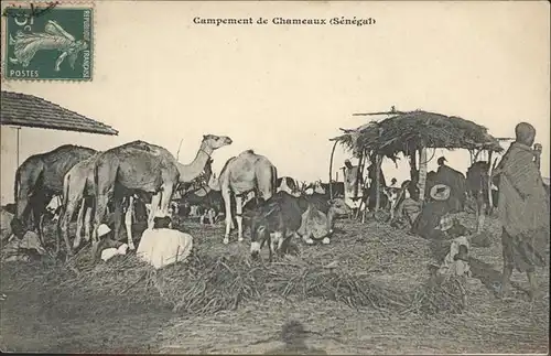 Chameaux Senegal Campement de Chameaux / Senegal /