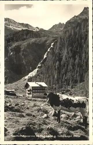 Habachtal Gasthof Alpenrose Kuh / Oesterreich /