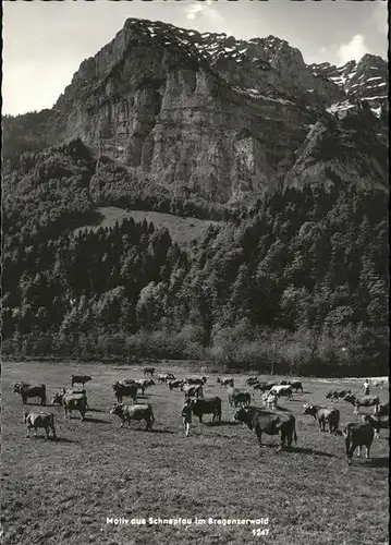 Schnepfau Vorarlberg Kuehe / Schnepfau /Bludenz-Bregenzer Wald