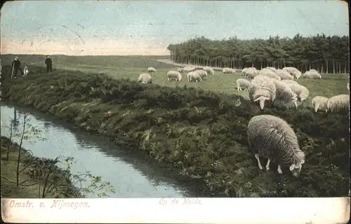 Nijmegen Op de Heide Schafe x