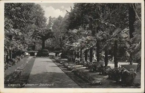 Liegnitz Palmen Stadtpark *