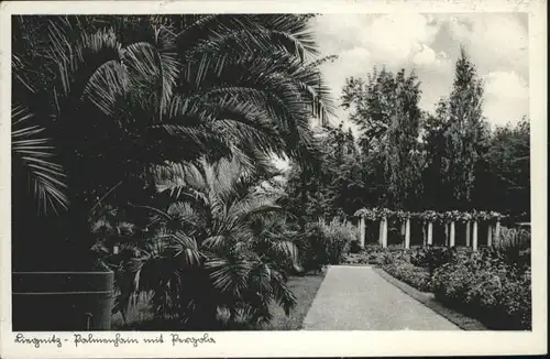 Liegnitz Palmenhain Pergola x