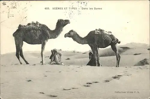 Kamel Dunes Kat. Kamel