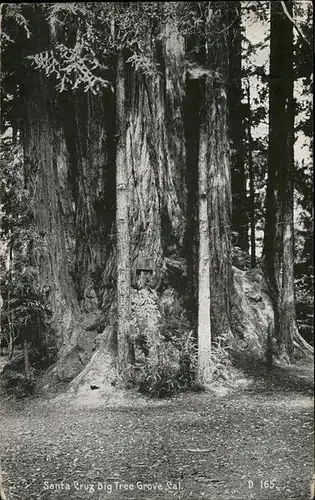 Santa Cruz California big Tree Grove Cal Kat. Santa Cruz