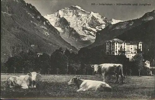 kk02353 Interlaken BE Hoehematte Jungfrau Kuehe Kategorie. Interlaken Alte Ansichtskarten