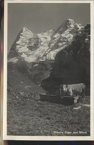 kk02364 Muerren BE Eiger Moench Kuh Kategorie. Muerren Alte Ansichtskarten